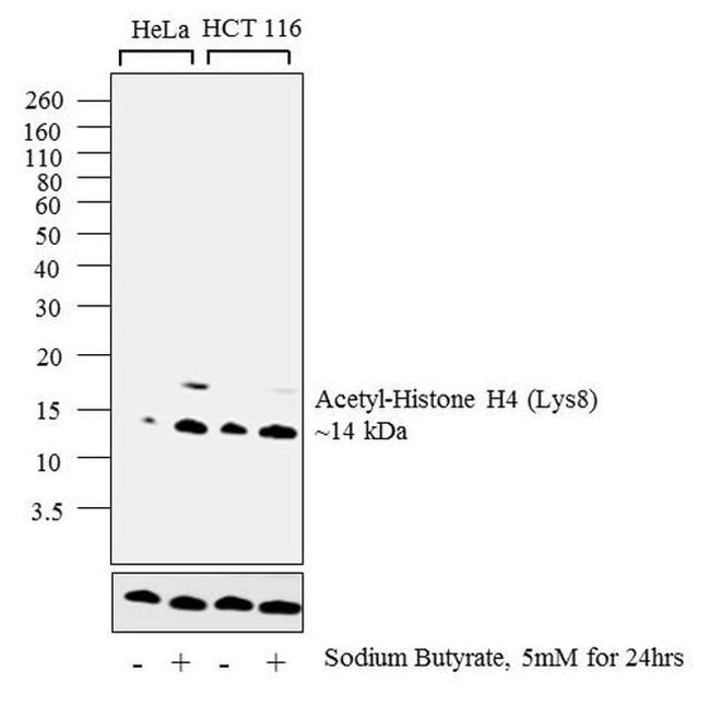 H4K8ac Antibody in Western Blot (WB)