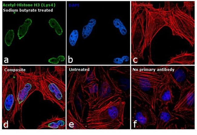 H3K4ac Antibody