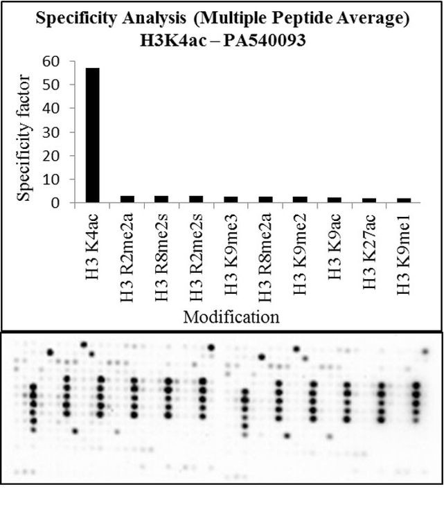 H3K4ac Antibody in Peptide array (Array)