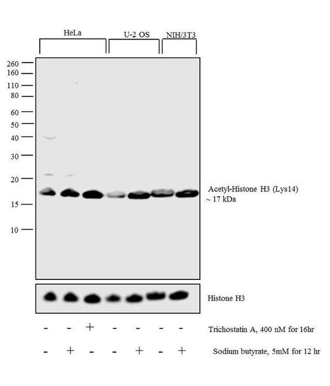 H3K4ac Antibody in Western Blot (WB)