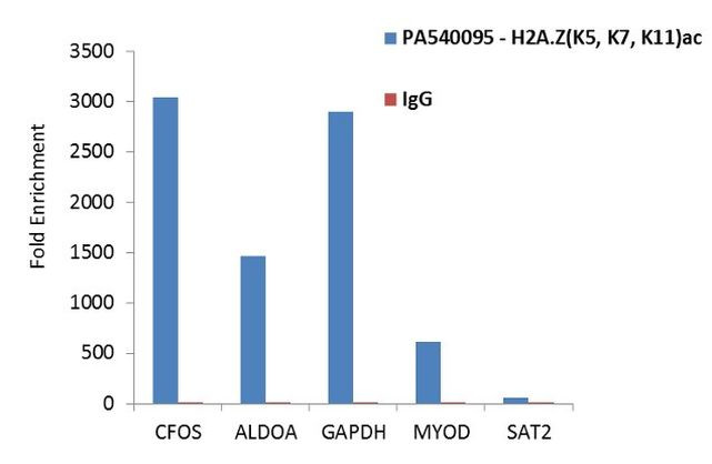 H2A.Zac pan-acetyl (K4,K7,K11) Antibody