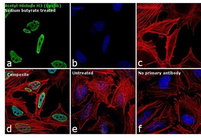 H3K56ac Antibody