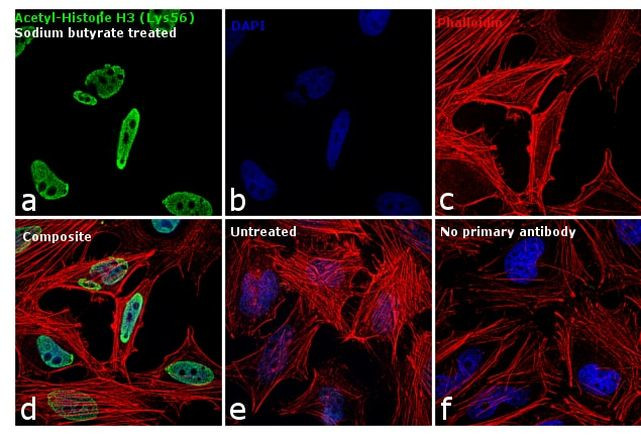 H3K56ac Antibody in Immunocytochemistry (ICC/IF)