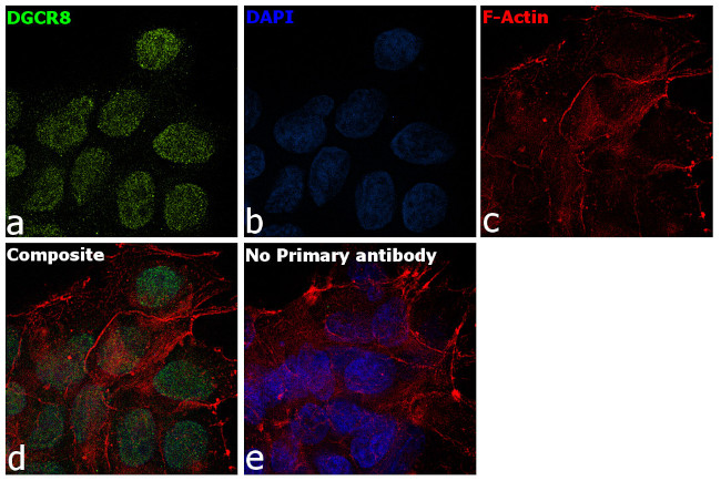 DGCR8 Antibody in Immunocytochemistry (ICC/IF)