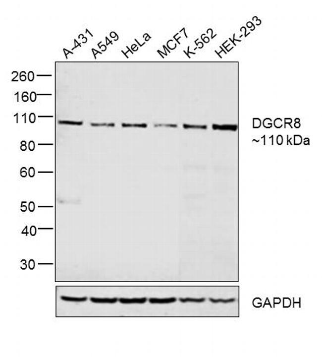 DGCR8 Antibody in Western Blot (WB)