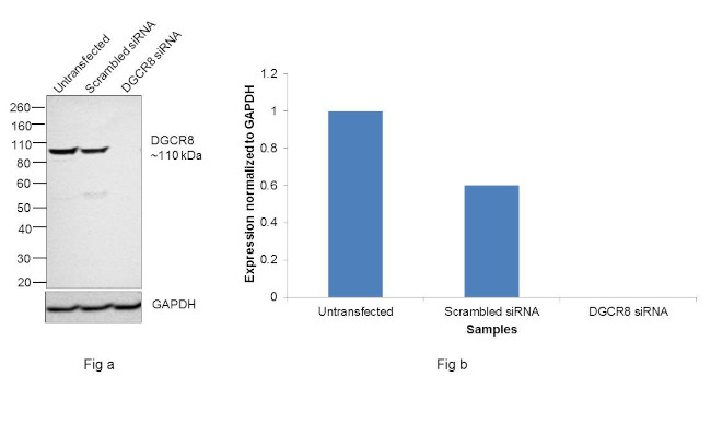 DGCR8 Antibody