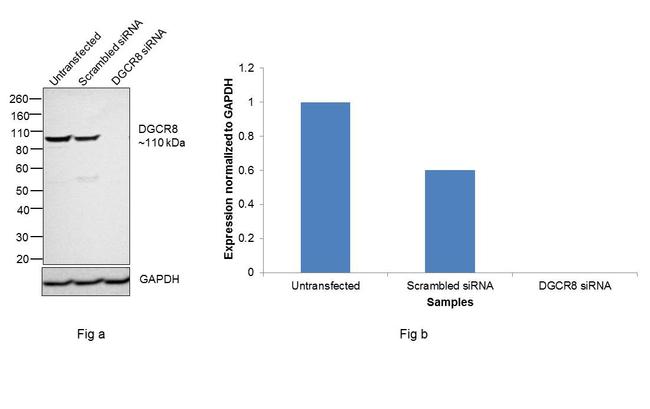 DGCR8 Antibody in Western Blot (WB)