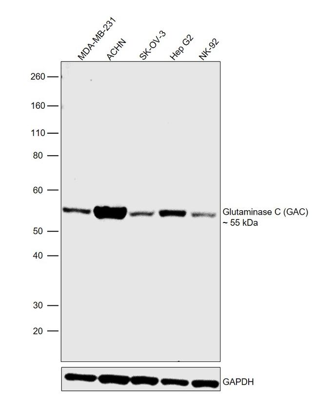 Glutaminase C (GAC) Antibody in Western Blot (WB)