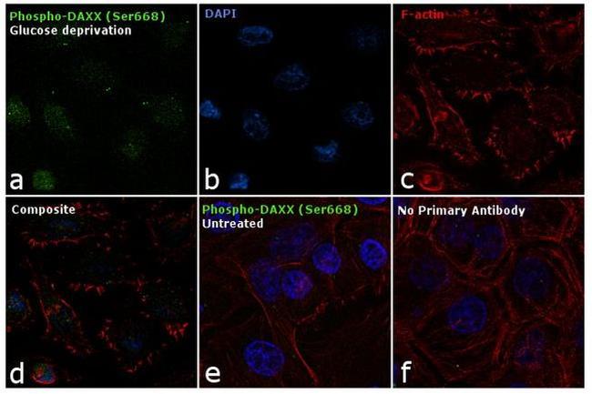 Phospho-DAXX (Ser668) Antibody