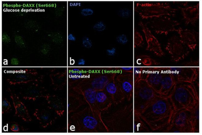 Phospho-DAXX (Ser668) Antibody in Immunocytochemistry (ICC/IF)