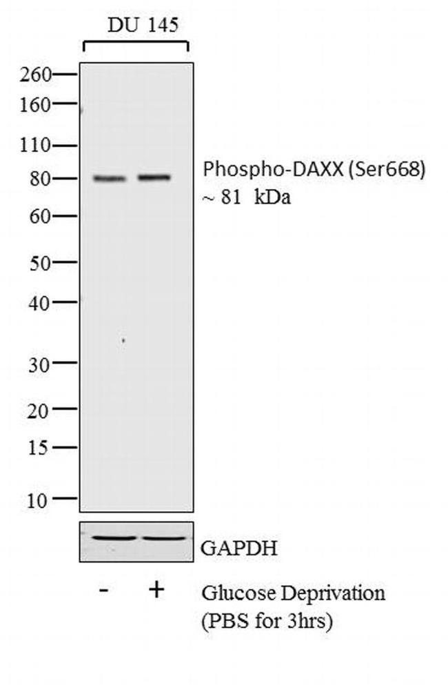 Phospho-DAXX (Ser668) Antibody in Western Blot (WB)