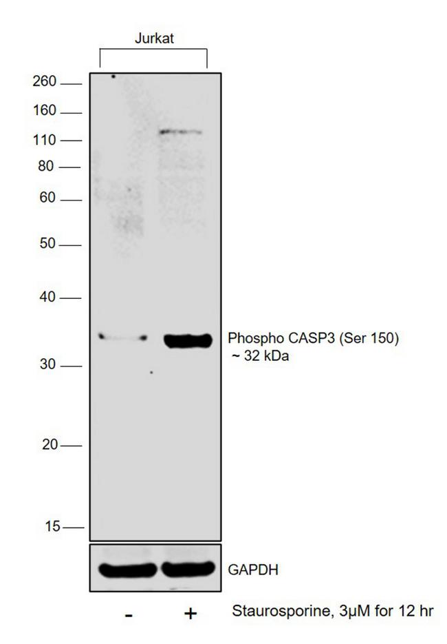 Phospho-Caspase 3 (Ser150) Antibody in Western Blot (WB)