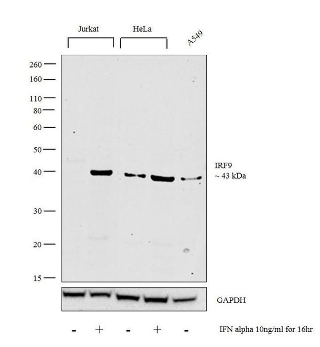 IRF9 Antibody