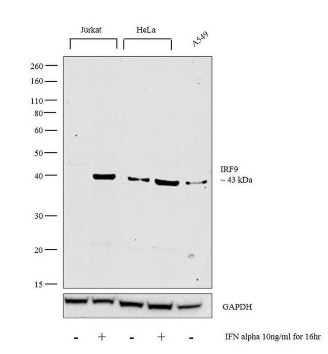 IRF9 Antibody in Western Blot (WB)