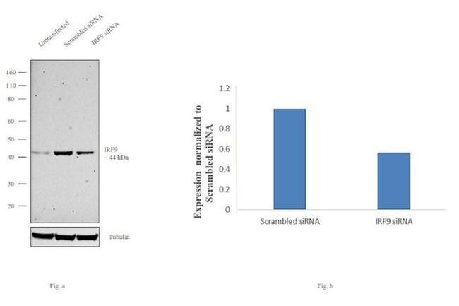 IRF9 Antibody in Western Blot (WB)