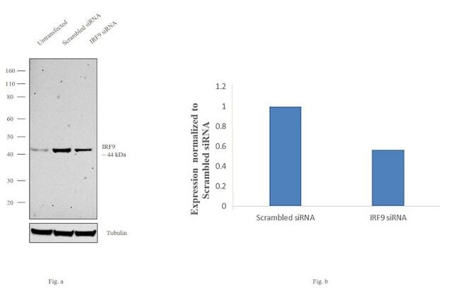 IRF9 Antibody