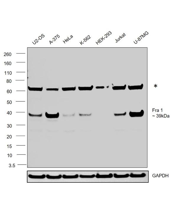 Fra1 Antibody in Western Blot (WB)