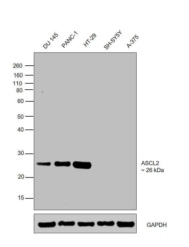 ASCL2 Antibody