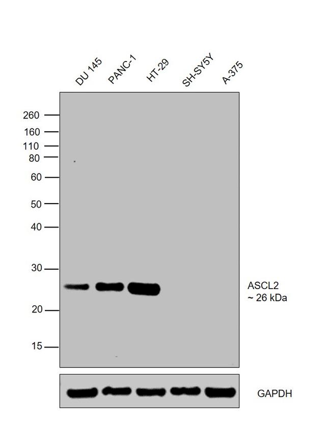 ASCL2 Antibody in Western Blot (WB)