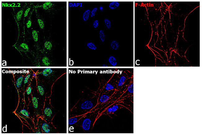 Nkx2.2 Antibody in Immunocytochemistry (ICC/IF)