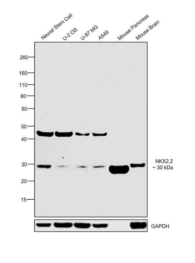 Nkx2.2 Antibody in Western Blot (WB)