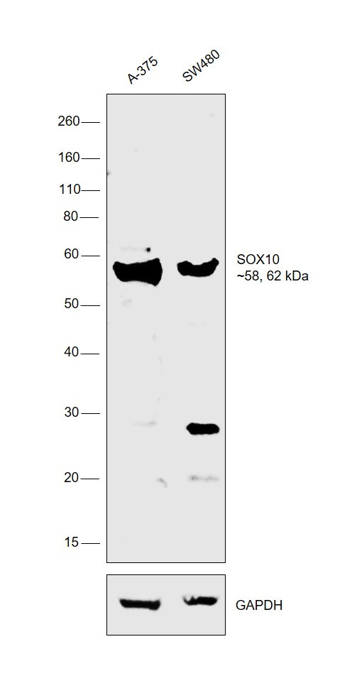 SOX10 Antibody