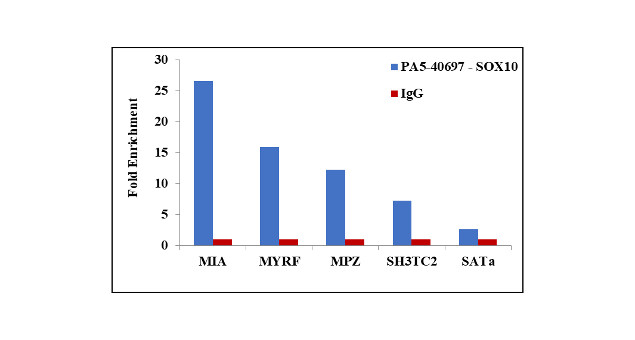 SOX10 Antibody in ChIP Assay (ChIP)