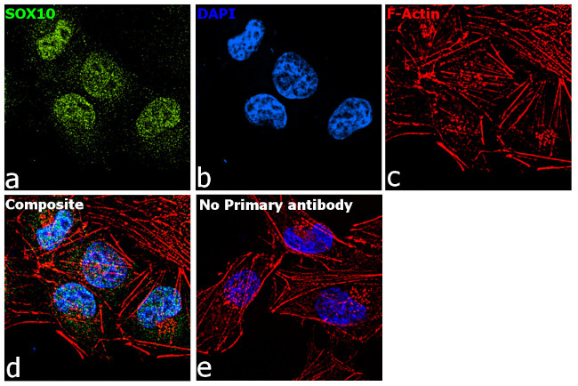 SOX10 Antibody in Immunocytochemistry (ICC/IF)