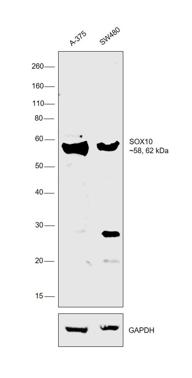 SOX10 Antibody in Western Blot (WB)