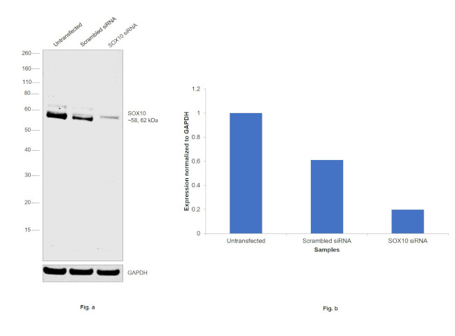 SOX10 Antibody