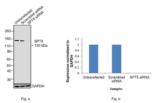 SPT5 Antibody in Western Blot (WB)