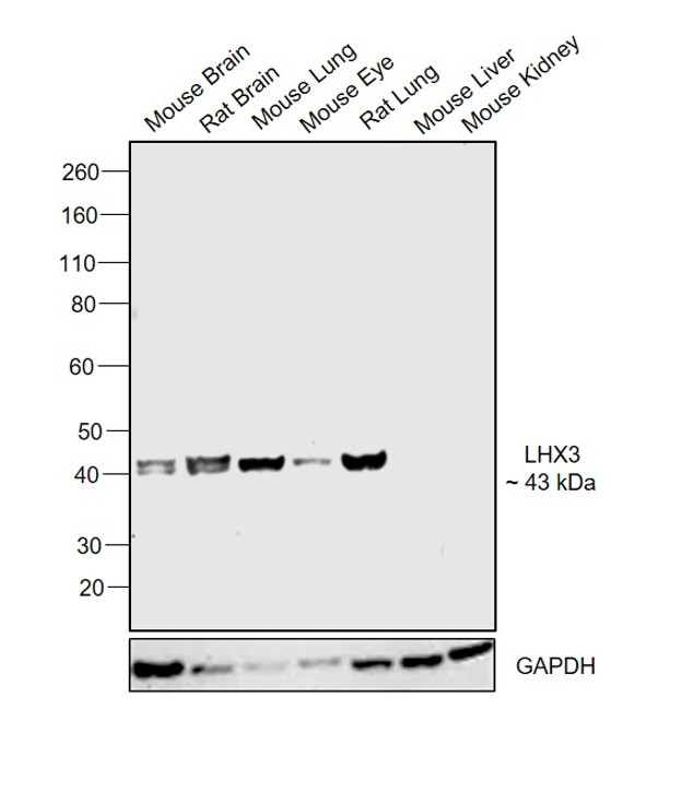 LHX3 Antibody