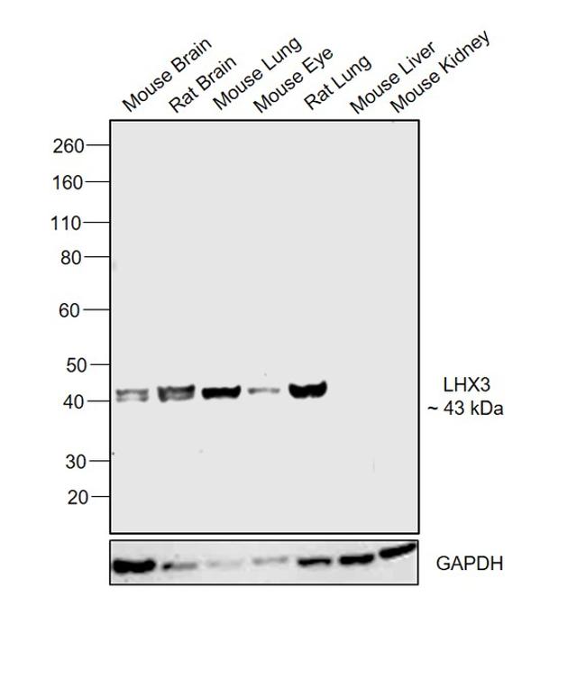 LHX3 Antibody in Western Blot (WB)