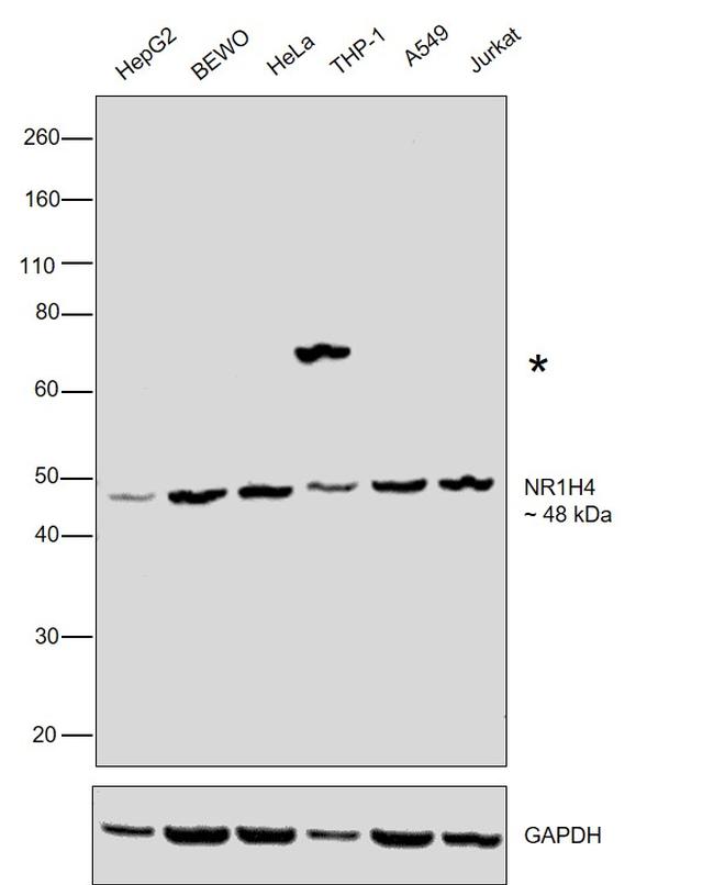 FXR Antibody in Western Blot (WB)