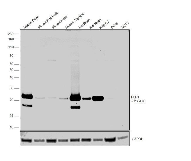 PLP1 Antibody in Western Blot (WB)