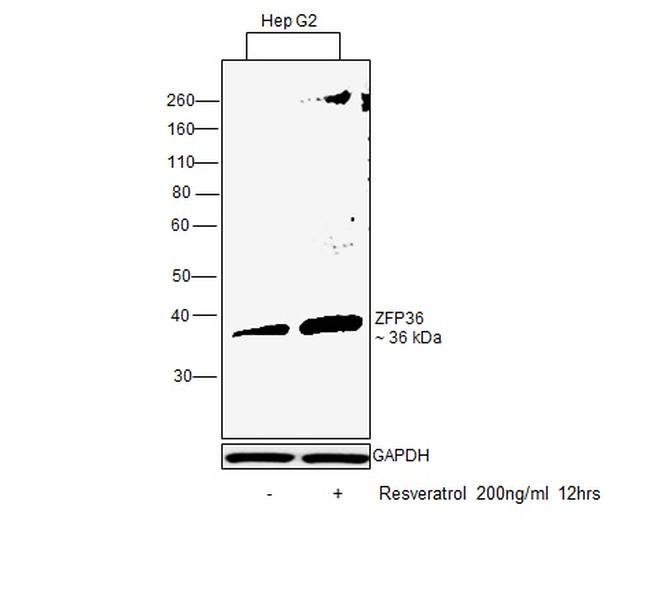 ZFP36 Antibody