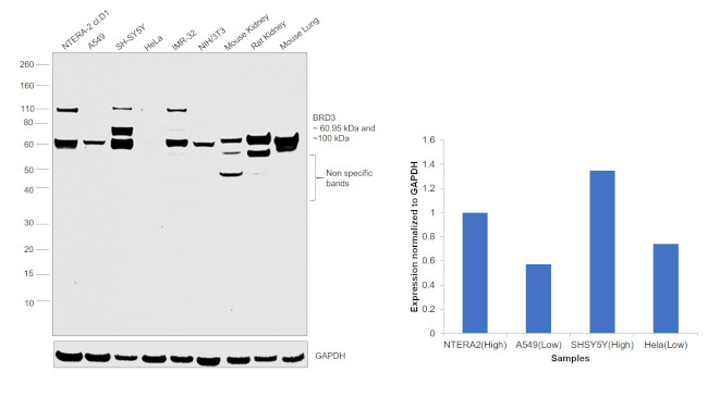 BRD3 Antibody