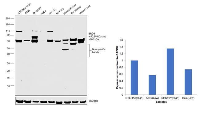 BRD3 Antibody in Western Blot (WB)