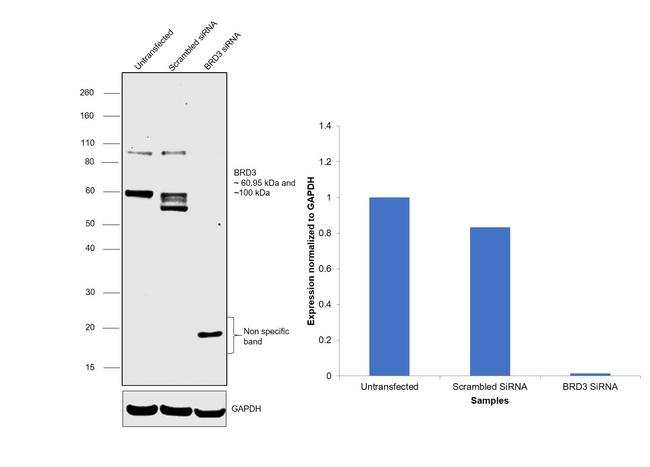 BRD3 Antibody in Western Blot (WB)