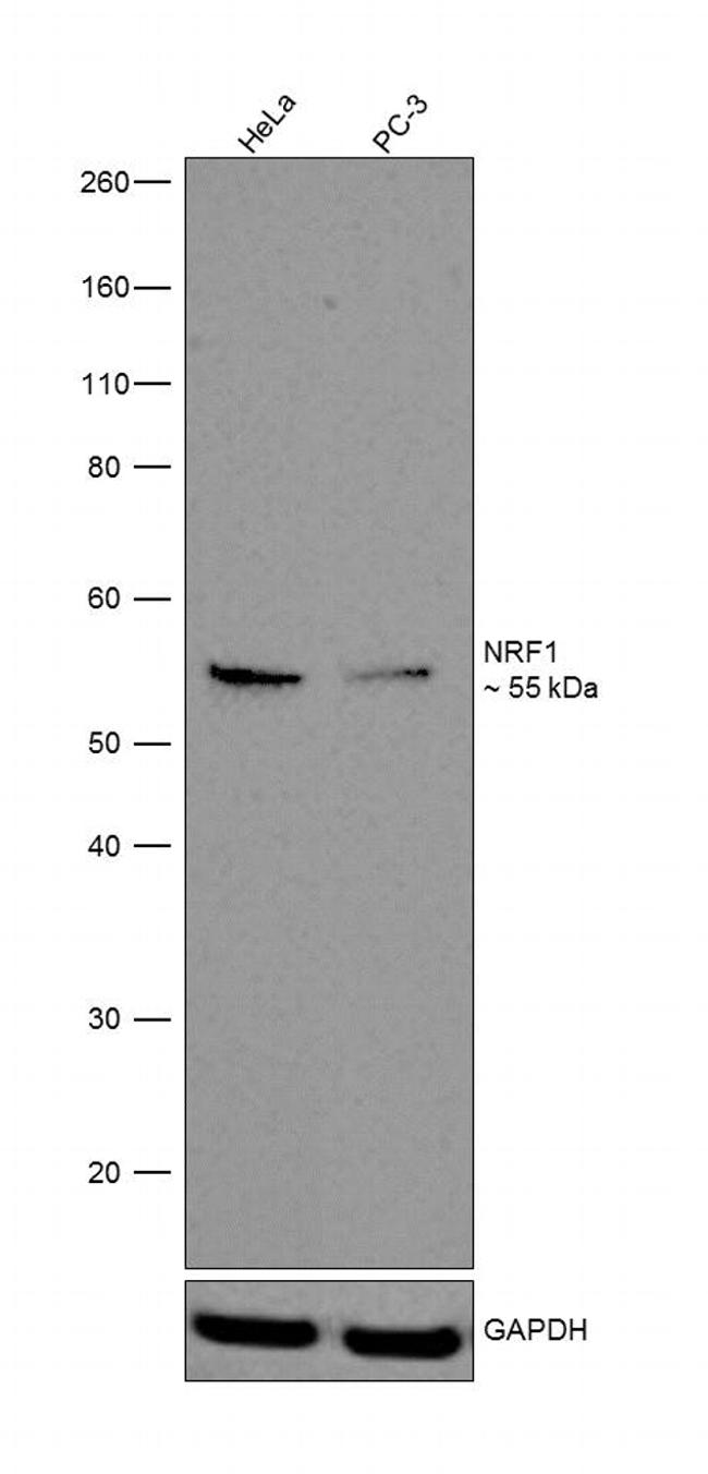 NRF1 Antibody in Western Blot (WB)