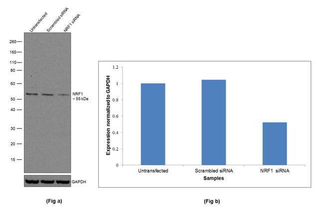 NRF1 Antibody in Western Blot (WB)