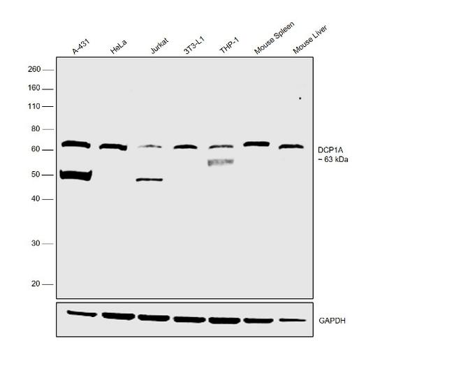 DCP1A Antibody in Western Blot (WB)