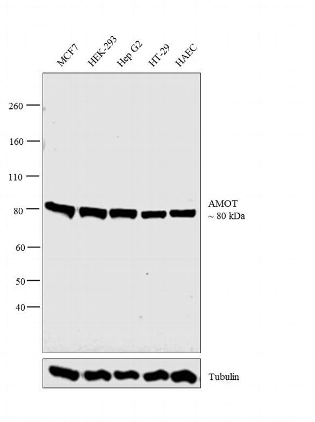 AMOT Antibody in Western Blot (WB)