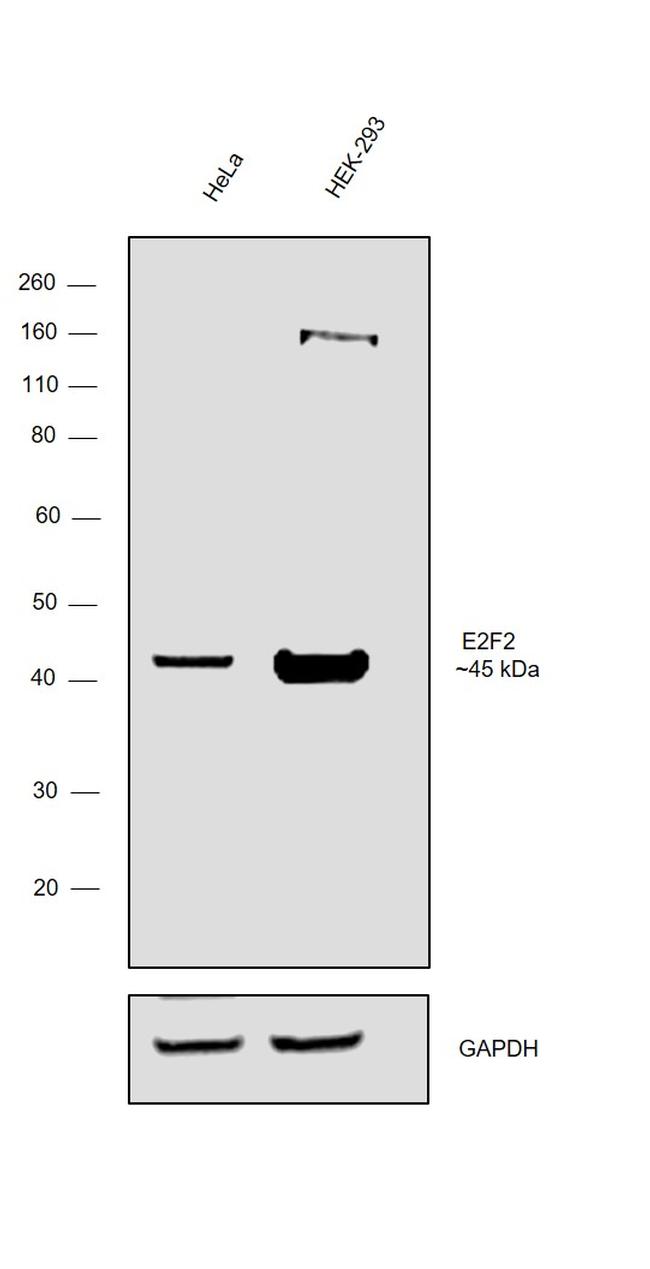 E2F2 Antibody in Western Blot (WB)