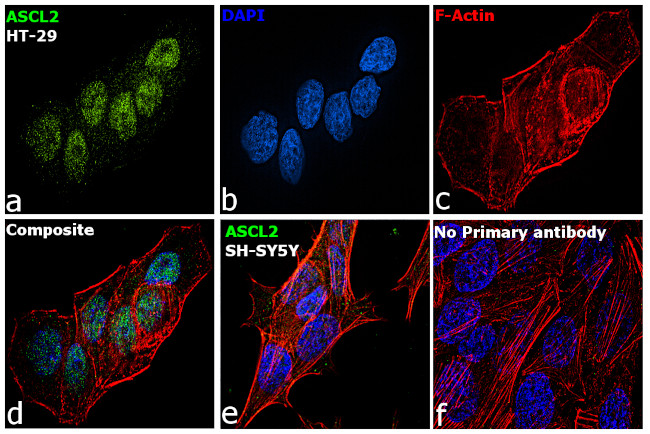 ASCL2 Antibody