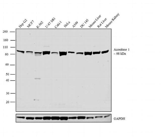 Aconitase 1 Antibody in Western Blot (WB)