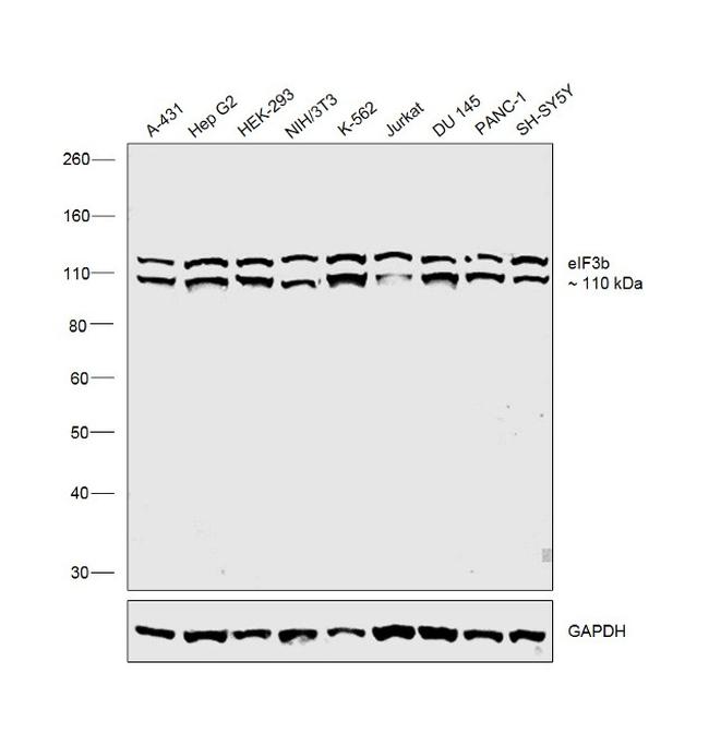 eIF3b Antibody in Western Blot (WB)