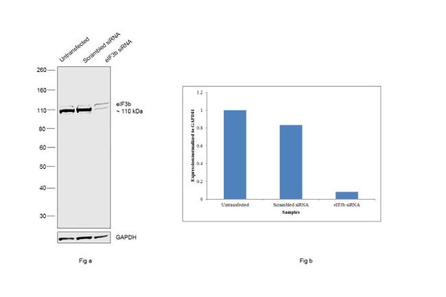 eIF3b Antibody in Western Blot (WB)