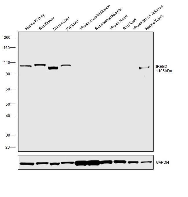 IREB2 Antibody in Western Blot (WB)