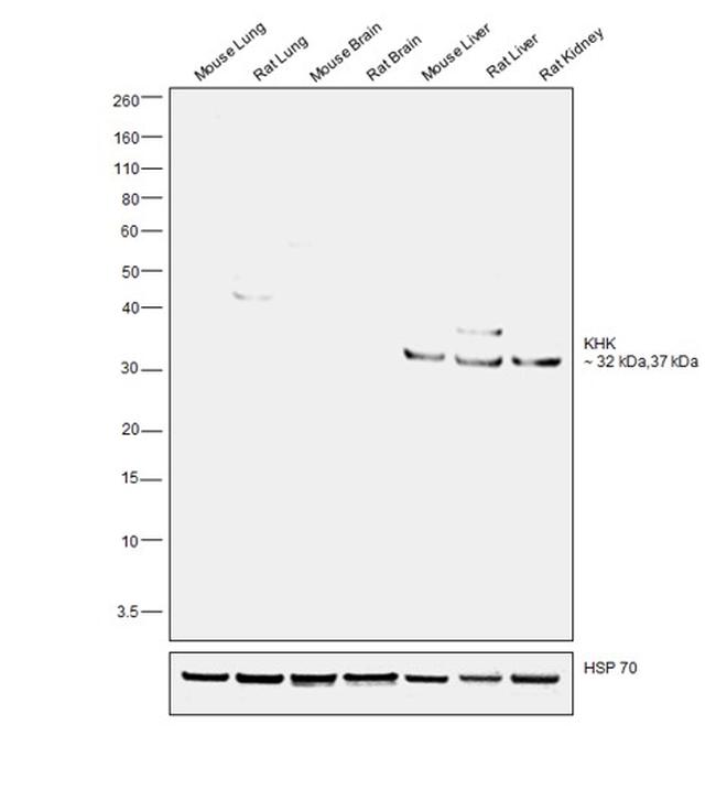 KHK Antibody in Western Blot (WB)